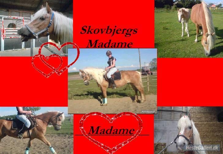 Tyroler Haflinger Skovbjergs Madame billede 2