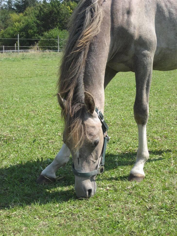 Anden særlig race O´malli (solgt) - sommergræs 08 billede 1