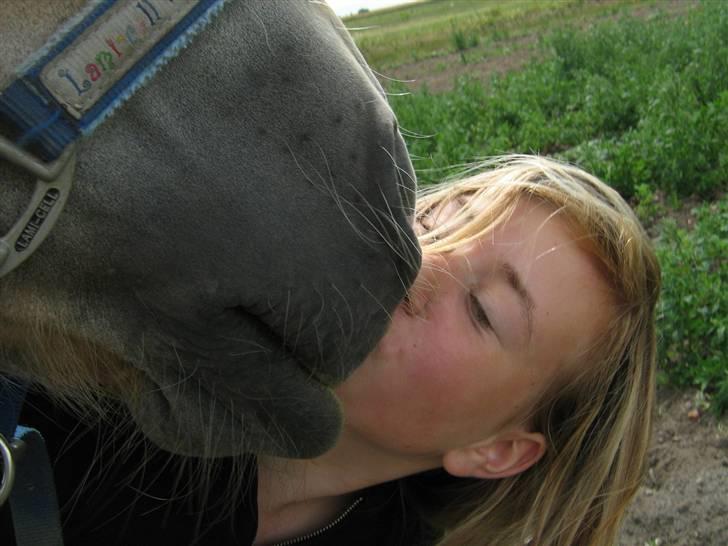 Tyroler Haflinger Skovbjergs Madame - jeg elsker hende billede 3