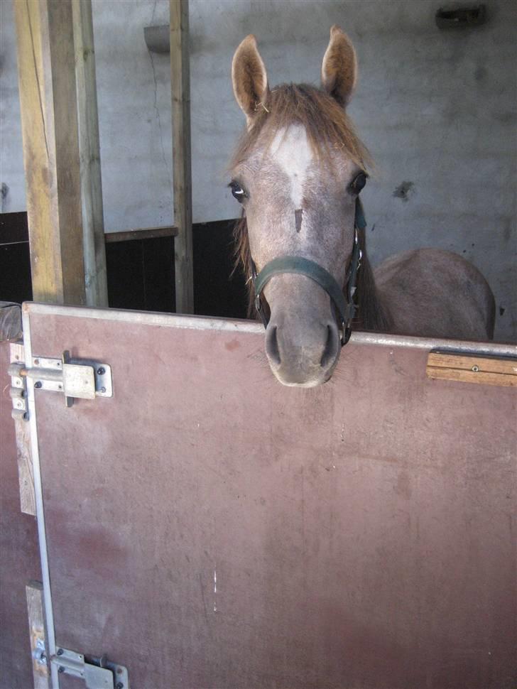 Anden særlig race O´malli (solgt) - hejsa alle samen billede 2