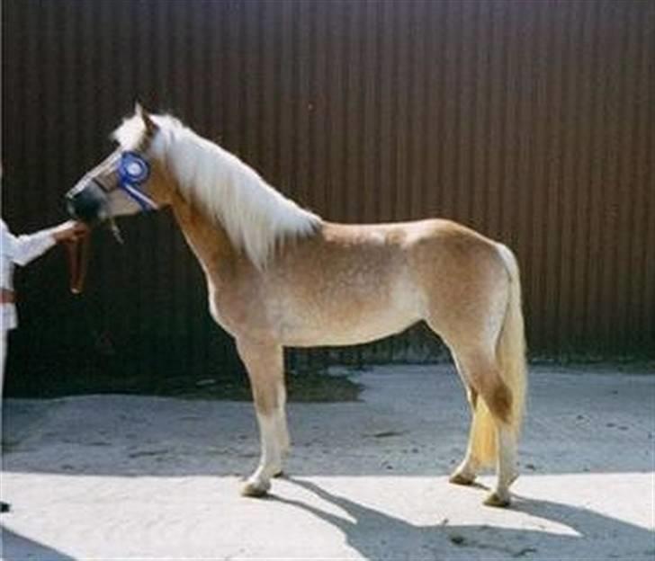 Tyroler Haflinger Skovbjergs Madame - da hun var føl (: billede 4