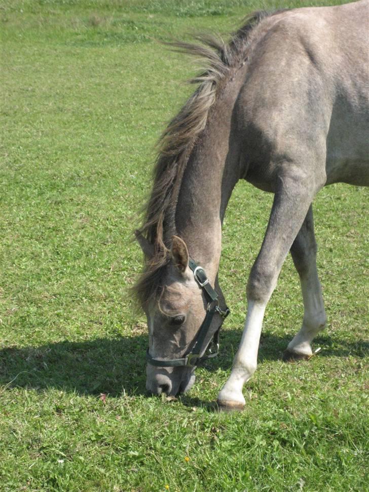 Anden særlig race O´malli (solgt) billede 3