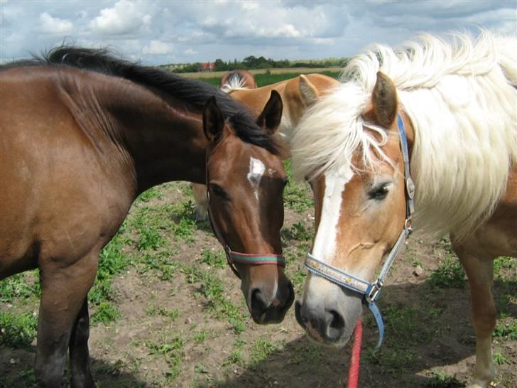 Tyroler Haflinger Skovbjergs Madame - (: billede 5