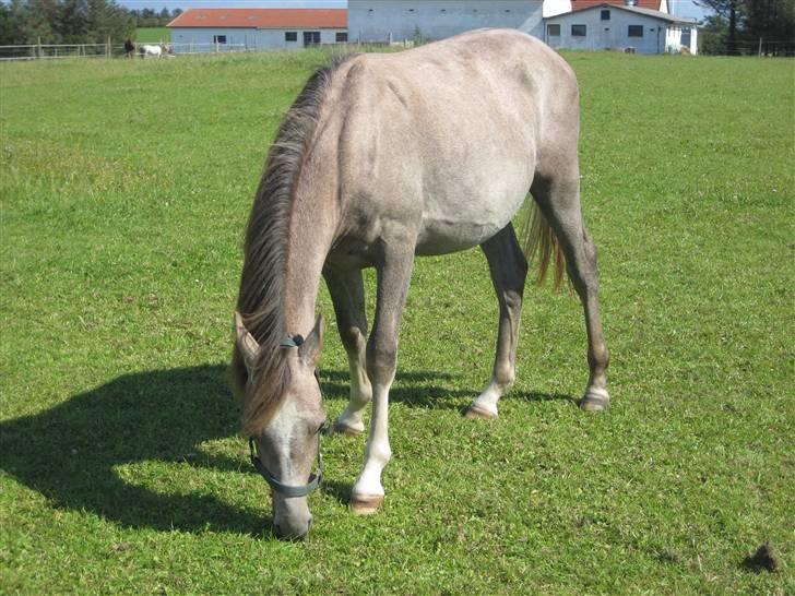 Anden særlig race O´malli (solgt) billede 4