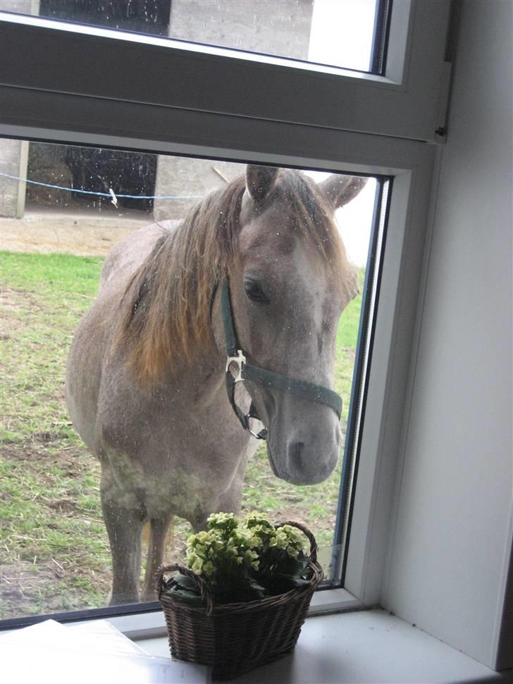 Anden særlig race O´malli (solgt) - hallo er der nogen hjemme billede 5