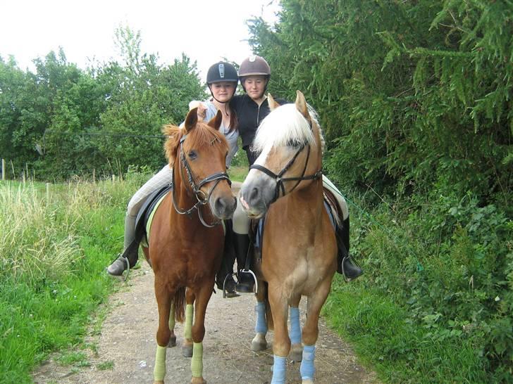 Tyroler Haflinger Skovbjergs Madame - Latino+Madame :´)  (latino duh var så flot og sød :´( er virkelig ked af det) .. billede 6