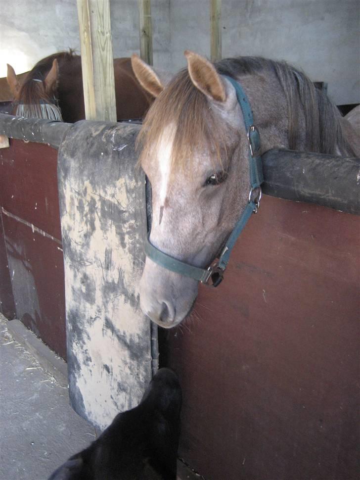 Anden særlig race O´malli (solgt) - mig og min ven jack billede 6