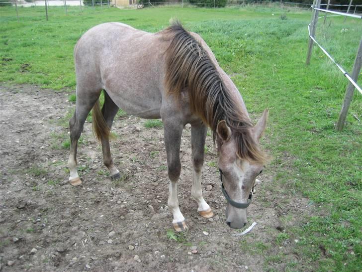 Anden særlig race O´malli (solgt) billede 7