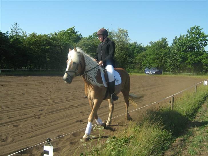Tyroler Haflinger Skovbjergs Madame - vores første stævne (: billede 7
