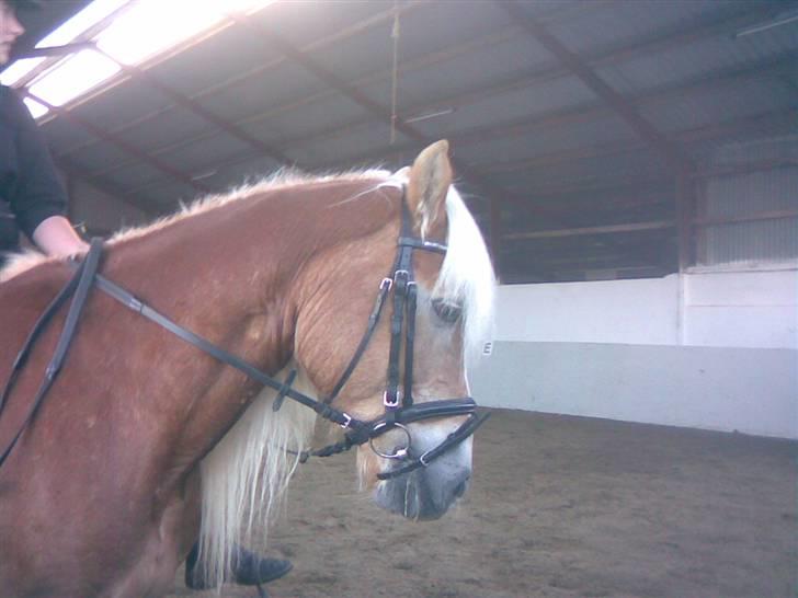 Tyroler Haflinger Skovbjergs Madame - hiih elsker hende billede 8