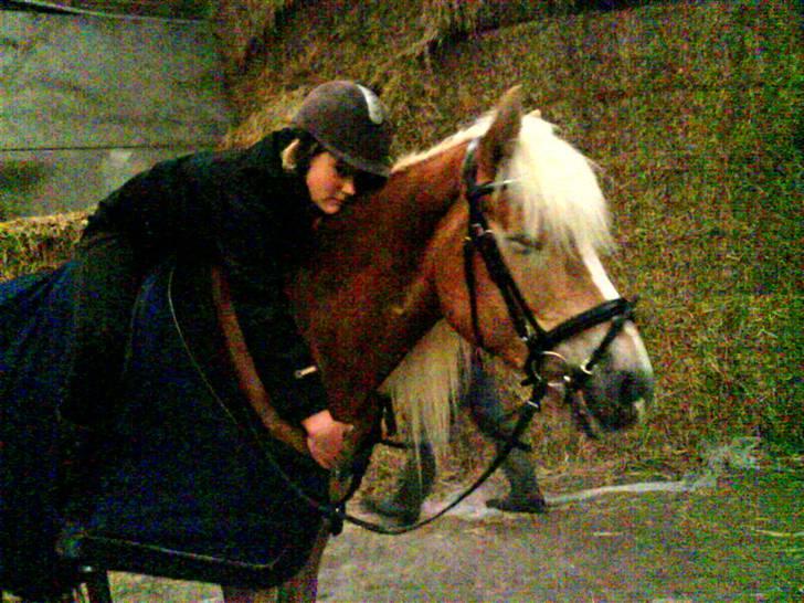 Tyroler Haflinger Skovbjergs Madame - os to 4-ever og altid billede 9