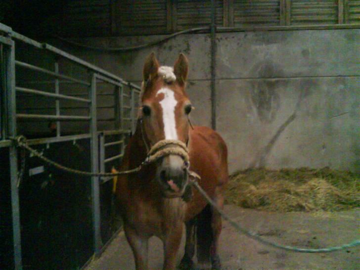 Tyroler Haflinger Skovbjergs Madame - madame hun styrer hun har en fed frisure xD billede 10