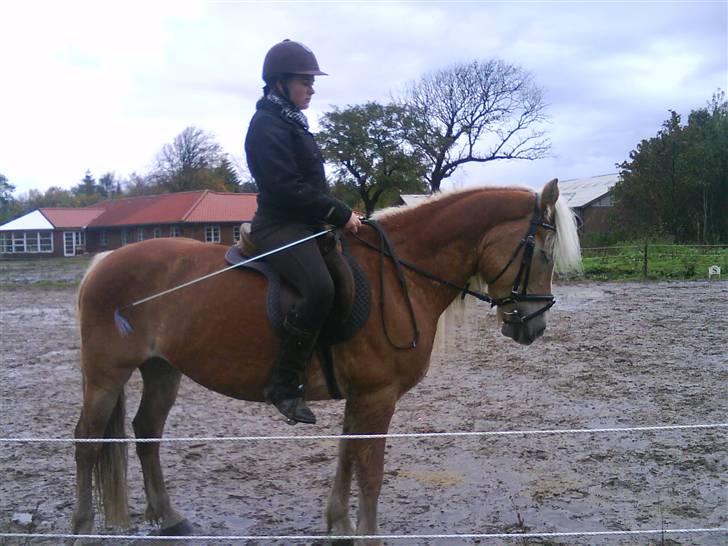 Tyroler Haflinger Skovbjergs Madame - parade.. billede 11