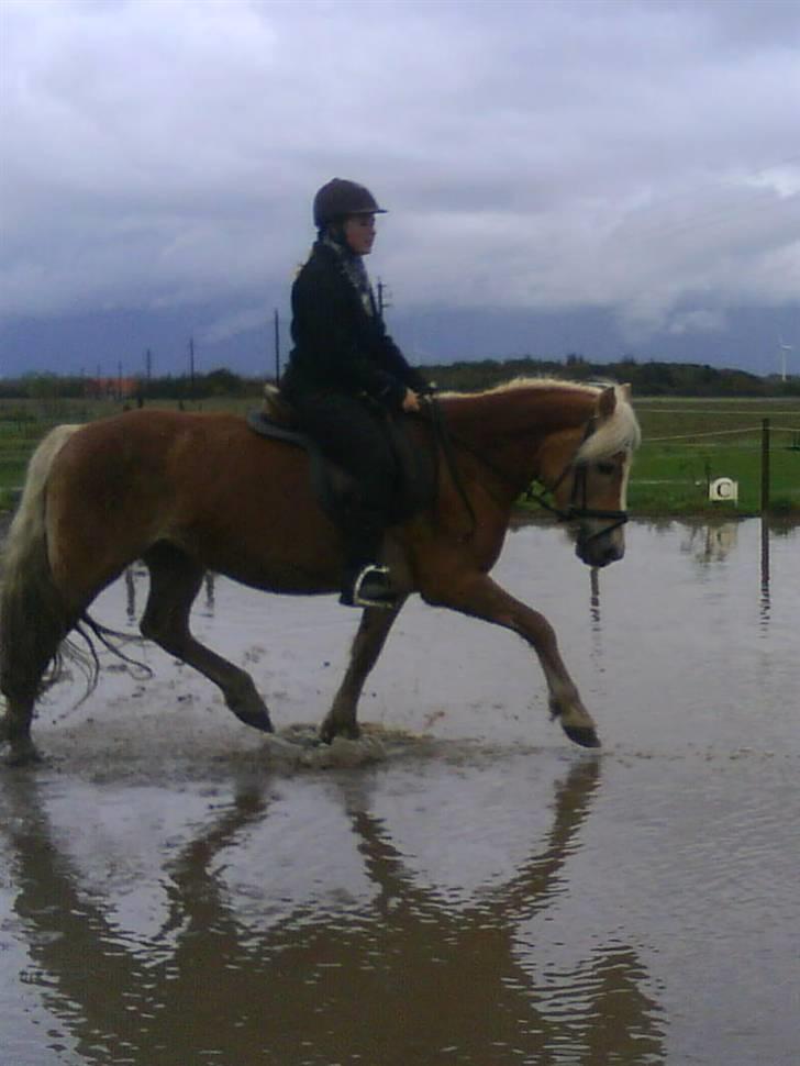 Tyroler Haflinger Skovbjergs Madame - gennem vand :D billede 12