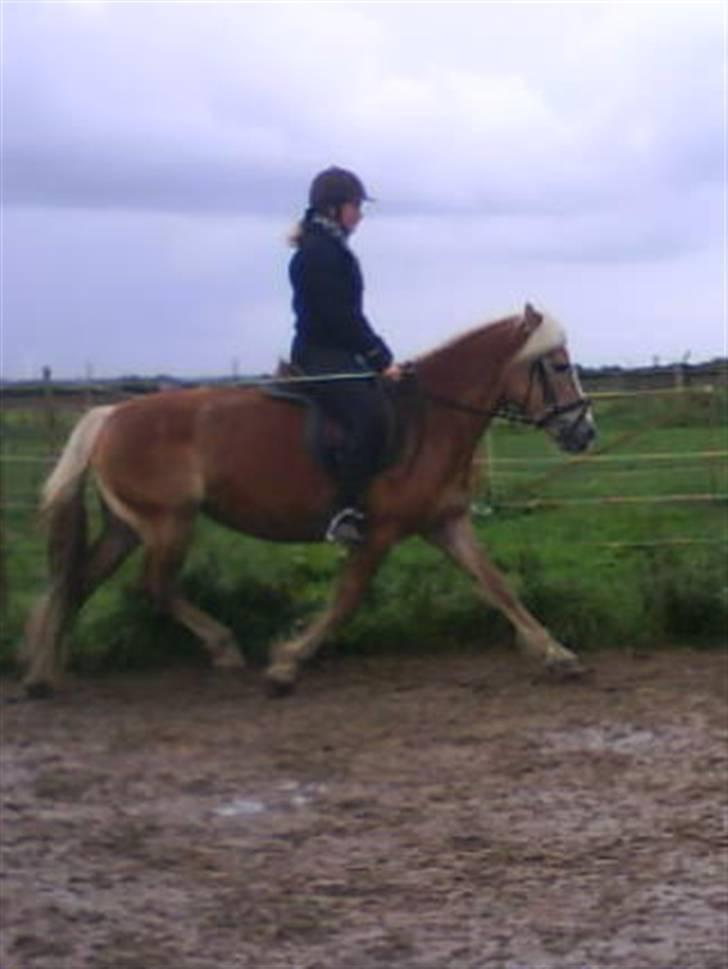 Tyroler Haflinger Skovbjergs Madame - fritrav :D ... billede 13