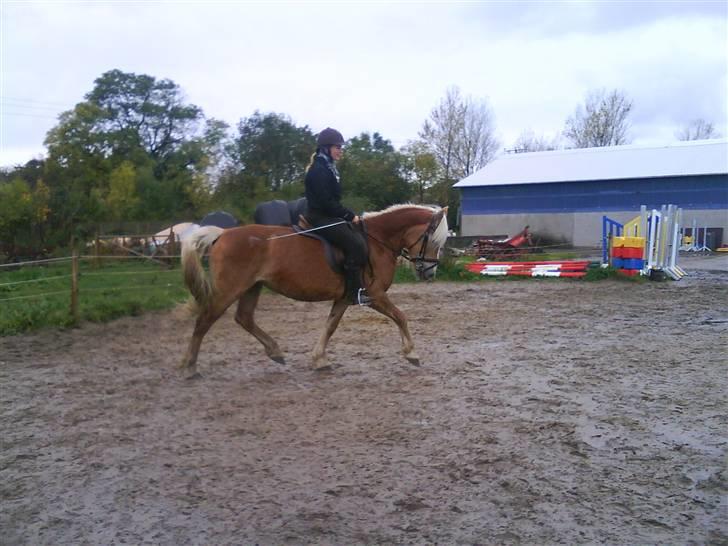 Tyroler Haflinger Skovbjergs Madame - trav  billede 14