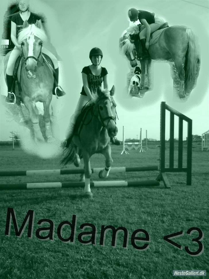 Tyroler Haflinger Skovbjergs Madame - (: l billede 15