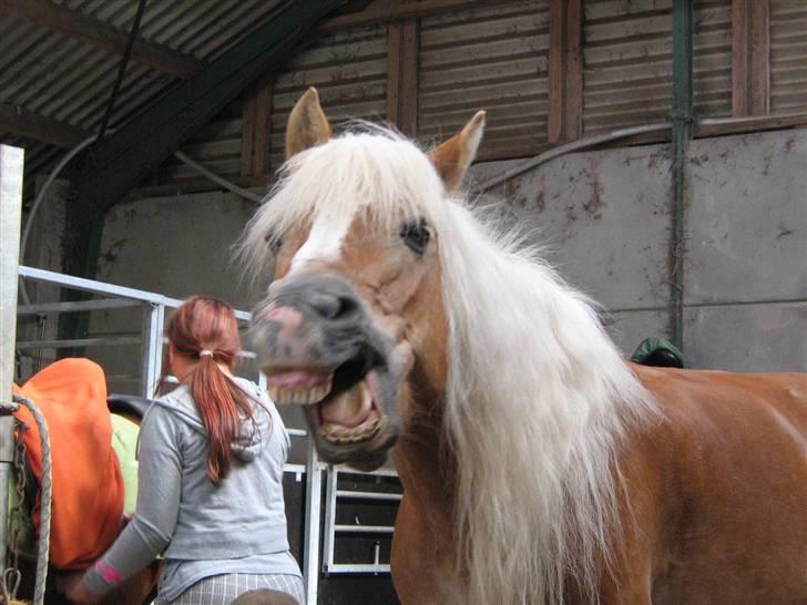 Tyroler Haflinger Skovbjergs Madame billede 16