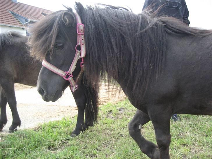 Shetlænder Fie - sommeren 08 billede 1