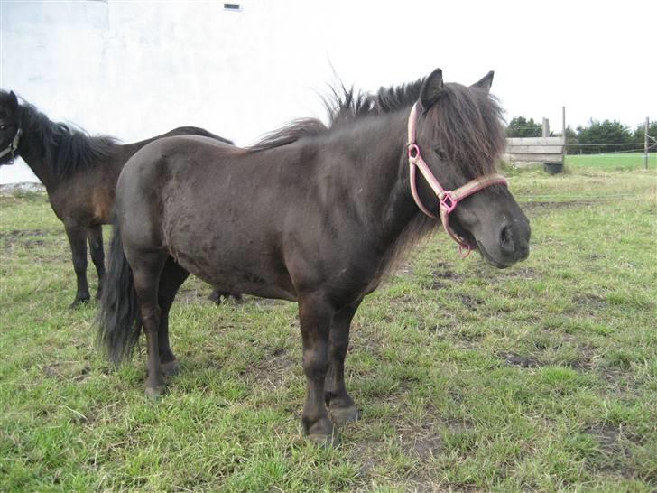 Shetlænder Fie billede 2