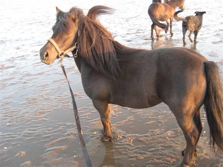 Shetlænder Fie - ved stranden billede 3