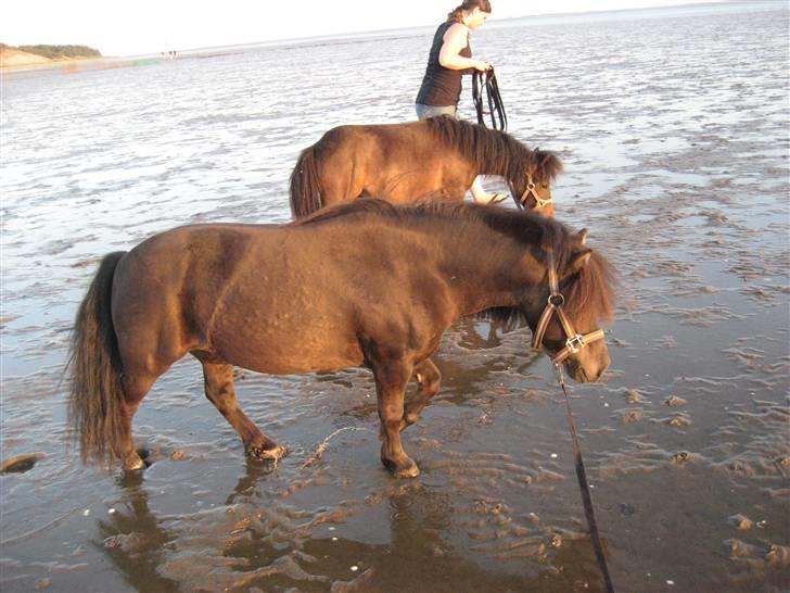 Shetlænder Fie - det er dejligt at være ved stranden billede 4