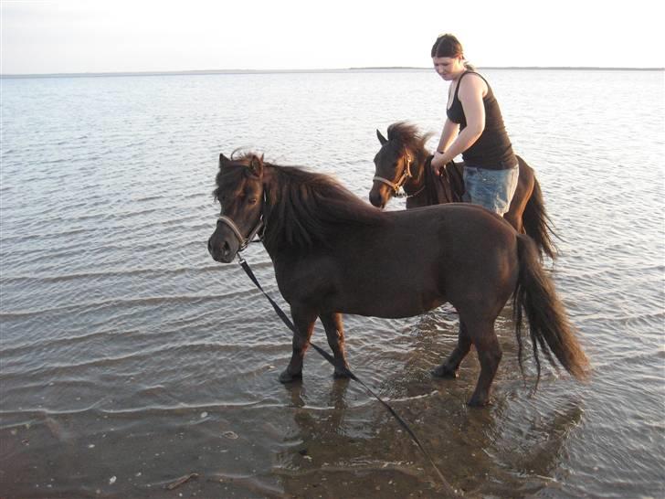 Shetlænder Fie billede 5