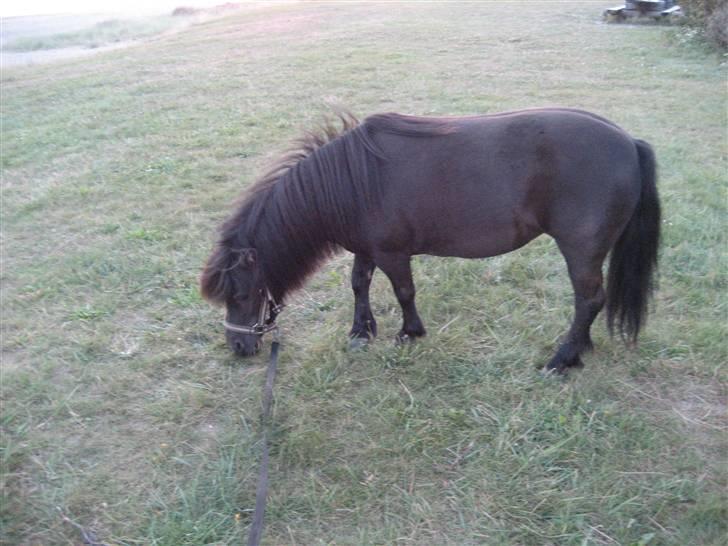 Shetlænder Fie billede 6