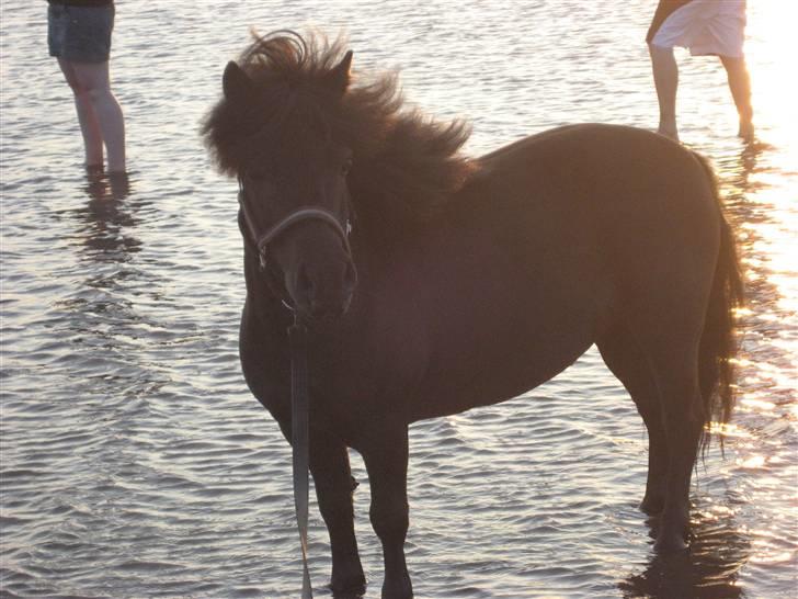 Shetlænder Fie -  er jeg ik bare super dejlig billede 7