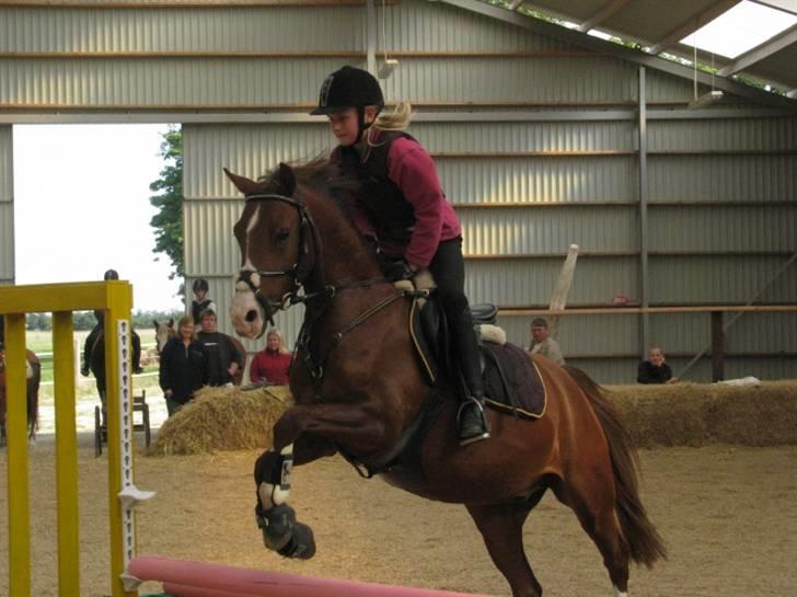 DSP Moonjam´s Mr. Bento billede 15