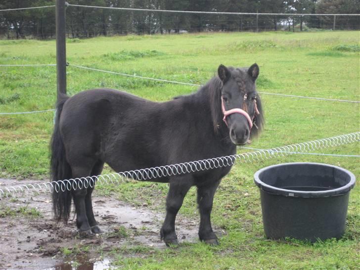 Shetlænder Fie - dagen efter stormvejr i okt 08 billede 8