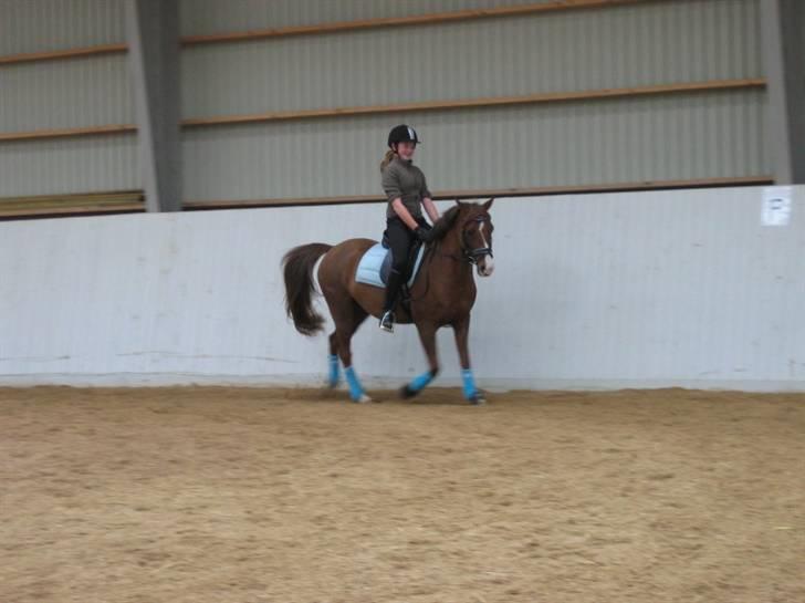 DSP Moonjam´s Mr. Bento billede 16