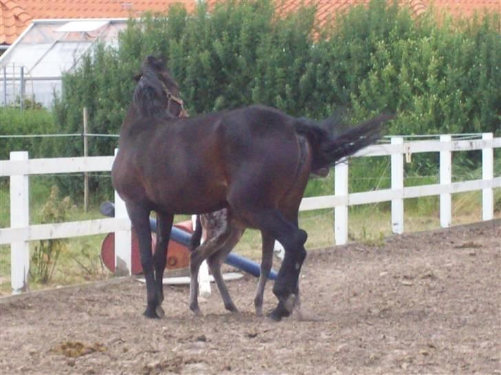 Anden særlig race cille give væk i 2008 mors - sommer billede taget den 5/6-08 billede 1