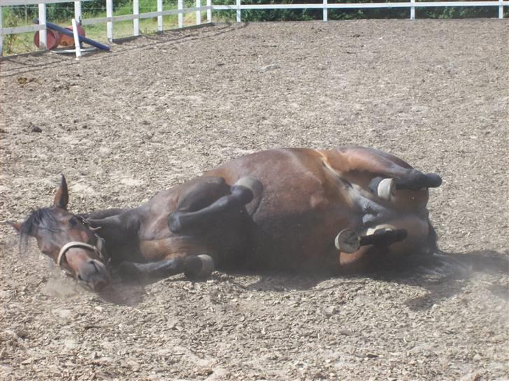 Anden særlig race cille give væk i 2008 mors billede 2