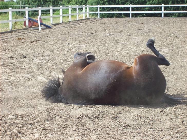 Anden særlig race cille give væk i 2008 mors billede 3