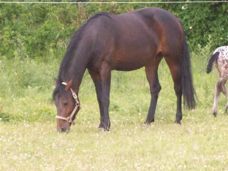 Anden særlig race cille give væk i 2008 mors billede 4