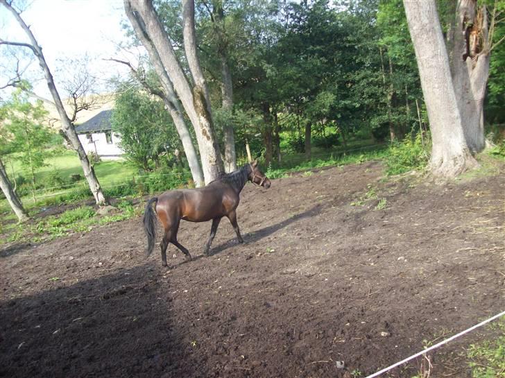 Anden særlig race cille give væk i 2008 mors billede 14