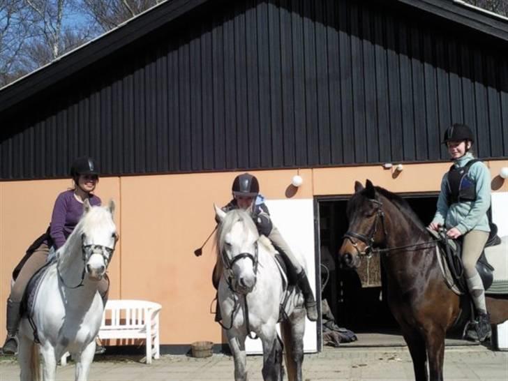 Connemara Bakkedals Shye (Gl.part) - 1) Velkommen til Shye´s profil :)  Fra venstre: Therese&Cappy,      Mig&Shye,         Anne&Lexy efter en tur i Dyrehaven (: billede 1