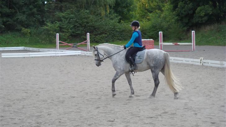 Connemara Bakkedals Shye (Gl.part) - 3)  billede 3