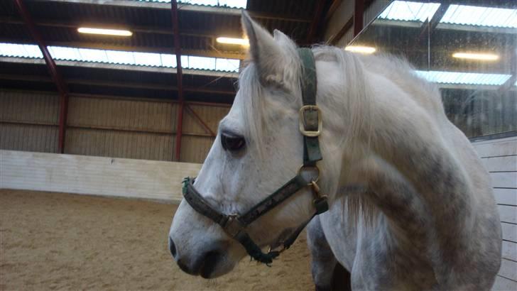 Connemara Bakkedals Shye (Gl.part) - 5) billede 5