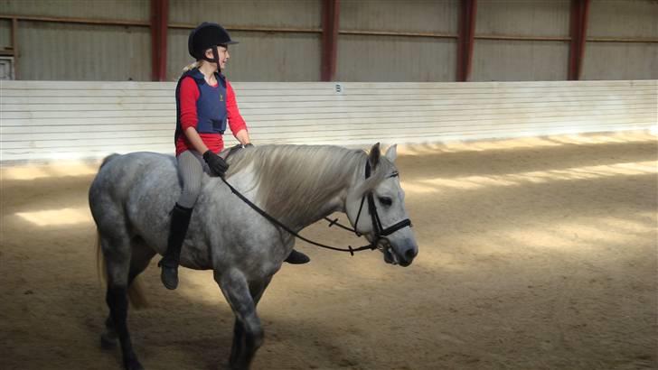 Connemara Bakkedals Shye (Gl.part) - 6) Skridter af uden sadel billede 6