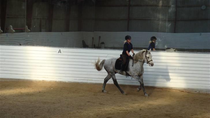 Connemara Bakkedals Shye (Gl.part) - 11)  billede 11