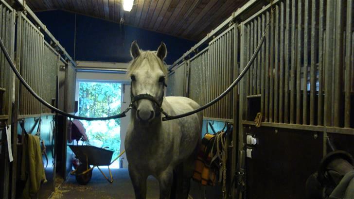 Connemara Bakkedals Shye (Gl.part) - 12) billede 12