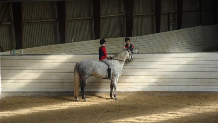Connemara Bakkedals Shye (Gl.part) - 14) " Gud en lækker hest der står dér! ö" billede 14