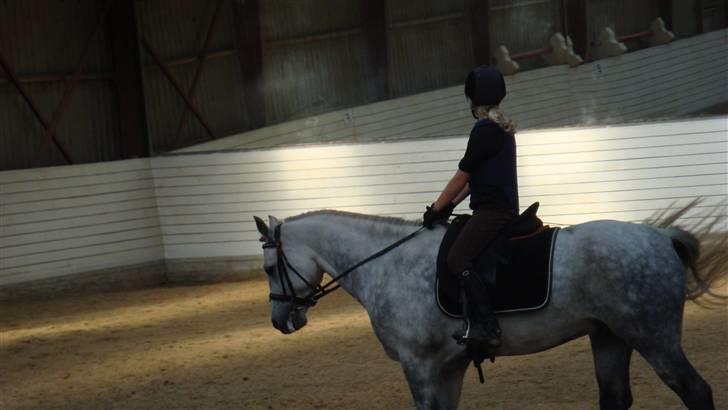 Connemara Bakkedals Shye (Gl.part) - 17) billede 17