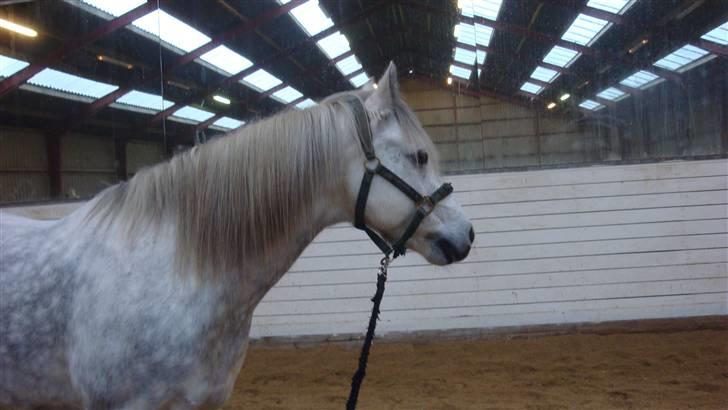 Connemara Bakkedals Shye (Gl.part) - 19) billede 19