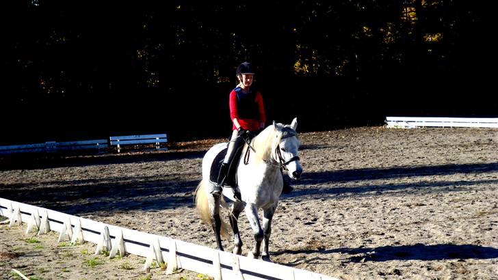 Connemara Bakkedals Shye (Gl.part) - 20) Dressur i efteråret billede 20