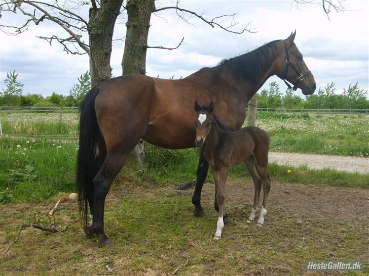 Dansk Varmblod Sachiko - føllet fra 2008 billede 4