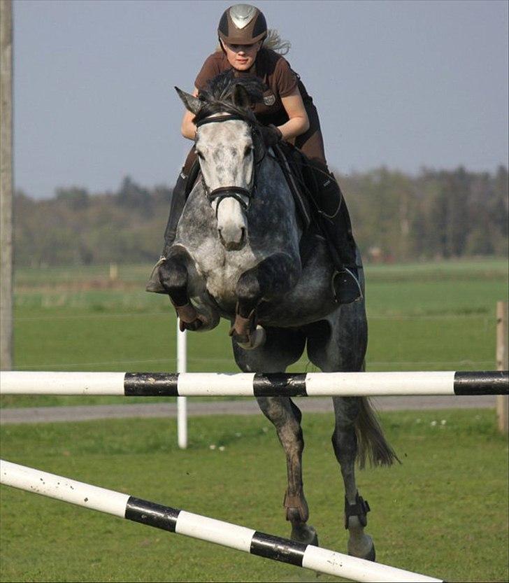 Ungarnsk Varmblod  Enzo - sommer 2011 billede 11
