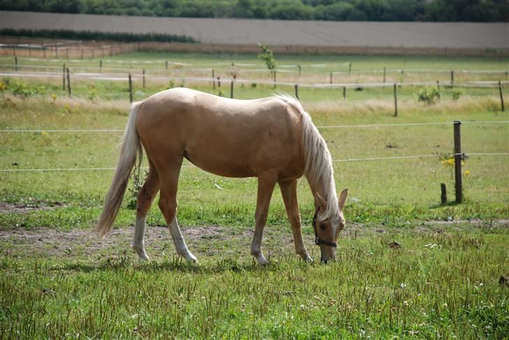Palomino Lysgaards Diva billede 15